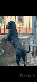 Cane corso maschio disponibile per accoppiamento