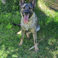 Pastore tedesco Grigione