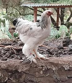 Galli Brahma Bianco Columbia
