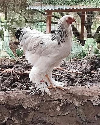 Galli Brahma Bianco Columbia
