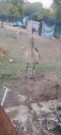 Una coppia di.emu per chi piace