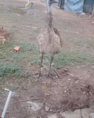 Una coppia di.emu per chi piace