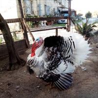 Tacchino Ermellinato di Rovigo