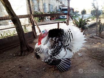 Tacchino Ermellinato di Rovigo