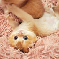 Gattini di razza Scottish fold e straight