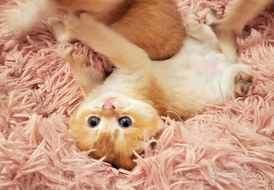 Gattini di razza Scottish fold e straight