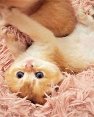 Gattini di razza Scottish fold e straight