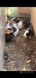 Cuccioli di cavie peruviane