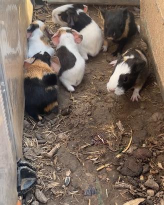 Cuccioli di cavie peruviane