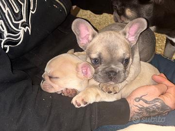 Bulldog Francese Blue