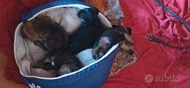 Border terrier
