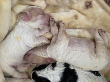Cuccioli cocker spaniel