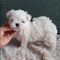 Cuccioli maltese mini toy