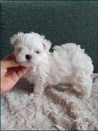 Cuccioli maltese mini toy