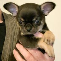 Cucciolo chihuahua