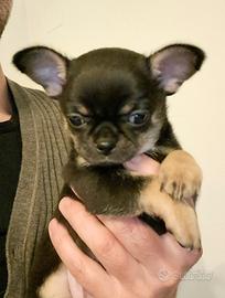 Cucciolo chihuahua