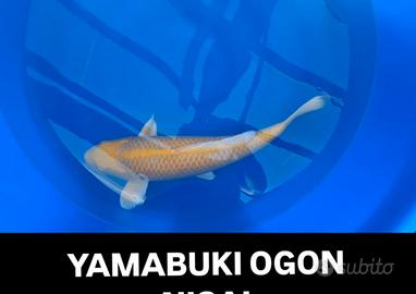 Carpe koi yamabuki