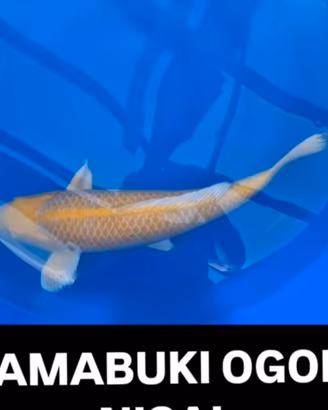 Carpe koi yamabuki