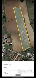 Terreno Agricolo Galatone 8000m2