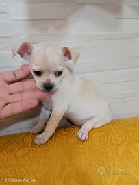 Chihuahua