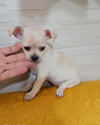 Chihuahua