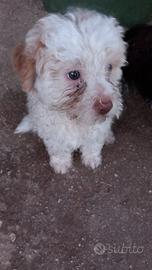 Lagotto Romagnolo