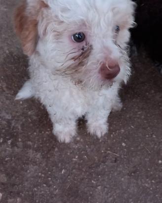 Lagotto Romagnolo