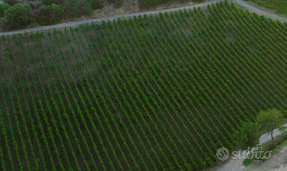 Oliveto di pregio - Vista 5