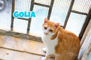 GOLIA gatto biancorosso di 7 anni