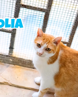 GOLIA gatto biancorosso di 7 anni