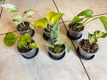 Set di 6 baby plants varietà di Epipremnum