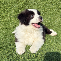 Cuccioli Border Collie con Pedigree