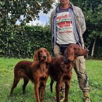 Cuccioli Setter Irlandese