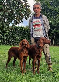 Cuccioli Setter Irlandese