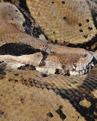Boa Imperator