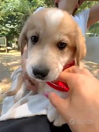 Cucciolo di due mesi taglia media