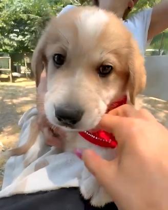 Cucciolo di due mesi taglia media