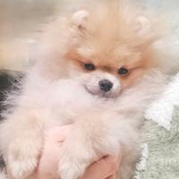 Cane cucciolo Spitz di Pomerania nano con Pedigree