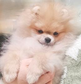 Cane cucciolo Spitz di Pomerania nano con Pedigree