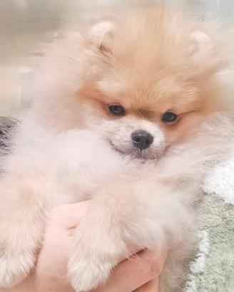 Cane cucciolo Spitz di Pomerania nano con Pedigree