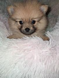 Cucciola di  spitz tedesco