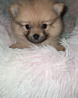 Cucciola di  spitz tedesco