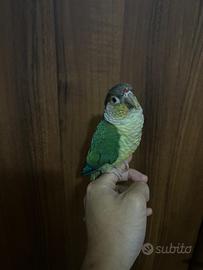 Pyrrhura maschio