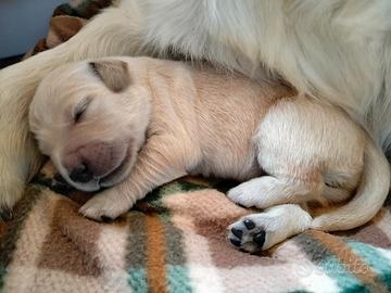 Golden retriever