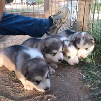 Cuccioli di alaskan malamute