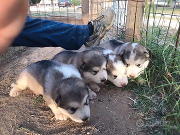 Cuccioli di alaskan malamute