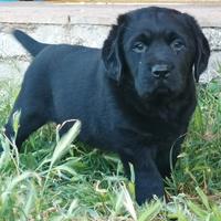 Labrador retriever cucciole nere