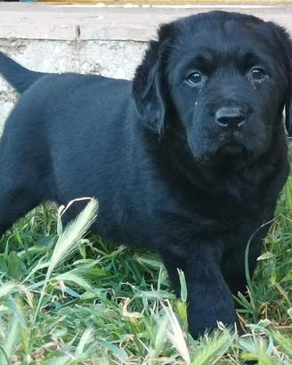 Labrador retriever cucciole nere