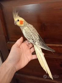 Calopsitta allevata a mano
