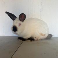 Maschio californiano